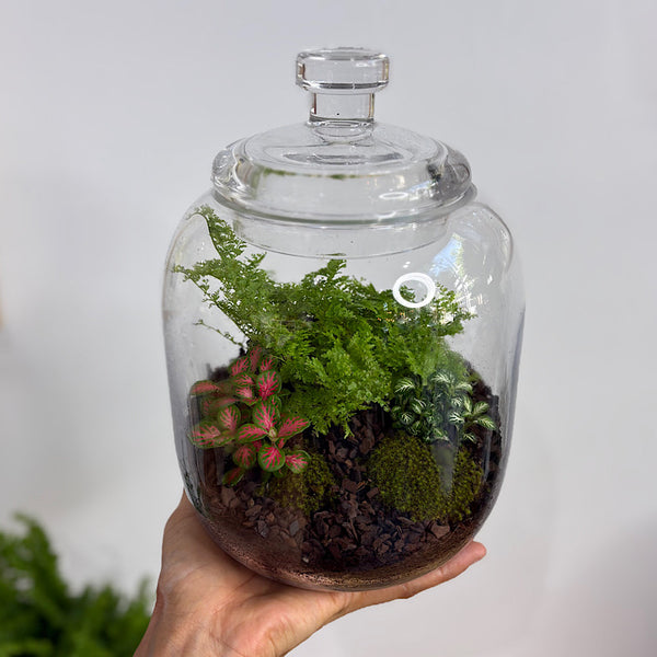Fern & Fittonia Medium Frida Terrarium