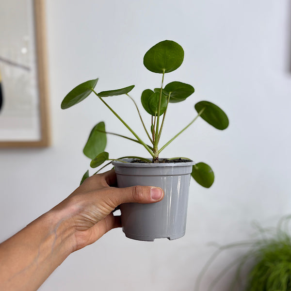 Pilea Peperomioides Chinese Money Plant 105mm