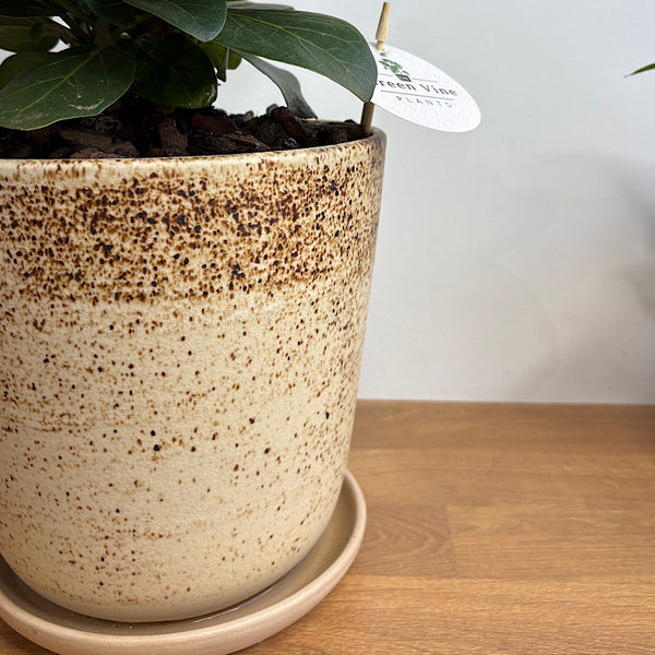 Ficus Audrey in Large Gerti Speckle Pot