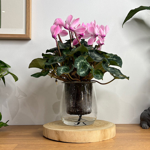 Cyclamen Allure Flame Pink in Large Self Watering Glass Pot