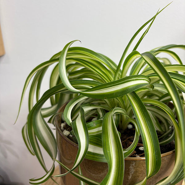 Curly Spider Plant in Medium Oslo Pot Espresso