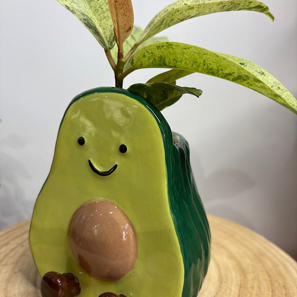 Ficus Plant in Aimee Avocado Pot