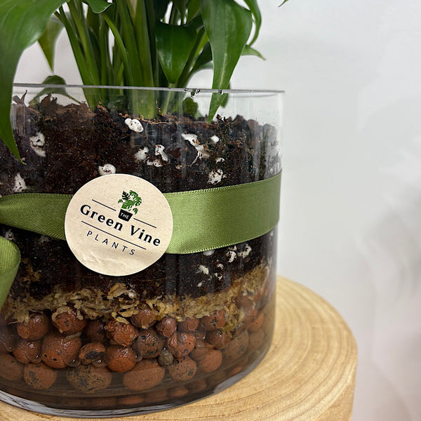 Peace Lily in Medium Squat Glass Cylinder