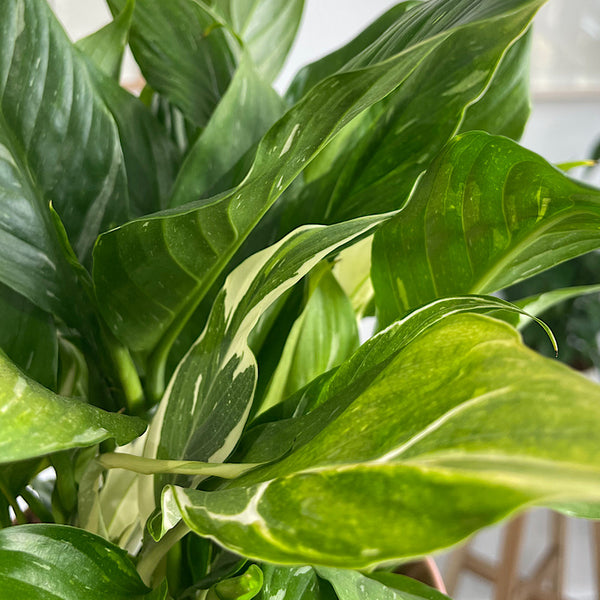 Domino Peace Lily in Medium Oslo Pot Dusty Rose