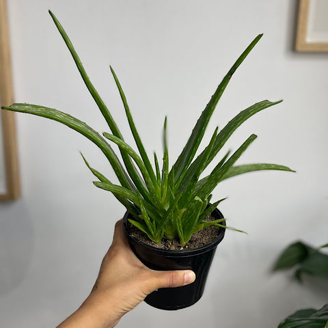 Aloe Vera 130mm