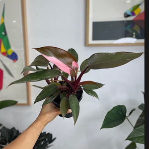 Philodendron Pink Princess 130mm
