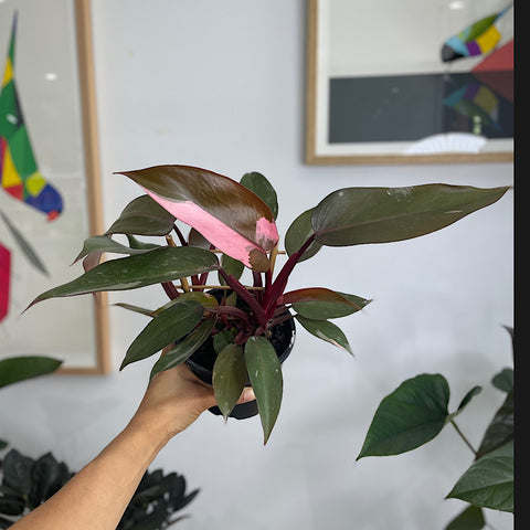Philodendron Pink Princess 130mm