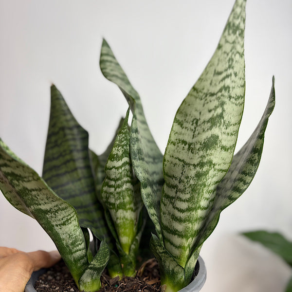 Sansevieria Trifasciata Robusta Snake Plant 180mm