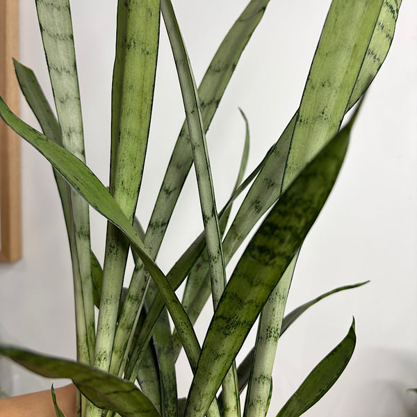 Sansevieria Snake Plant Silver Princess 120mm