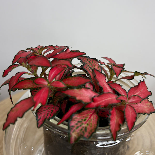 Fittonia Red in Small Self Watering Glass Pot