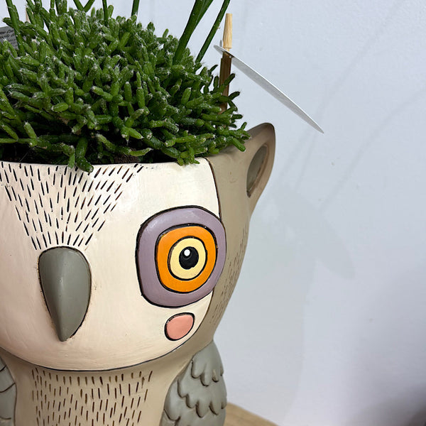 Rhipsalis in Hooty Owl Pot