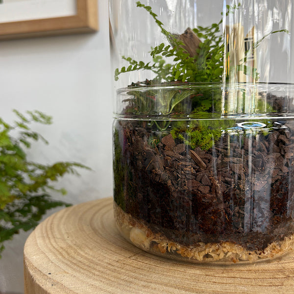Capsule Dome Forrest Terrarium with Carillon