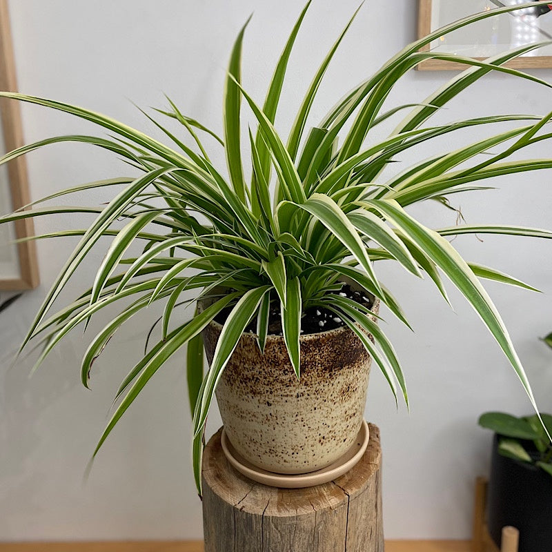 Spider Plant in Large Gerti Speckle Pot