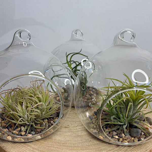 Hanging Glass Terrarium with Tillandsia Air Plant