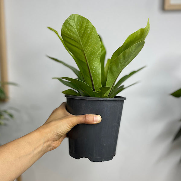 Asplenium Australasicum Birds Nest Fern 140mm