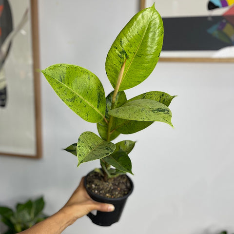 Ficus Elastica Shivereana 130mm