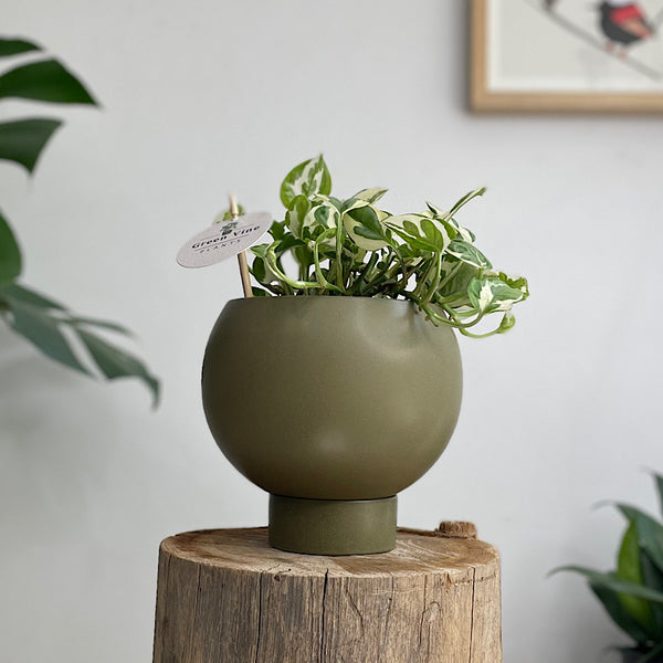 Snow Queen Pothos in Small Orbit Pot Jade