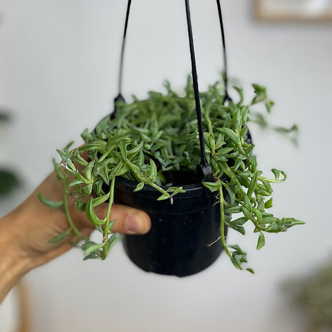 Senecio Peregrinus String of Dolphins 120mm