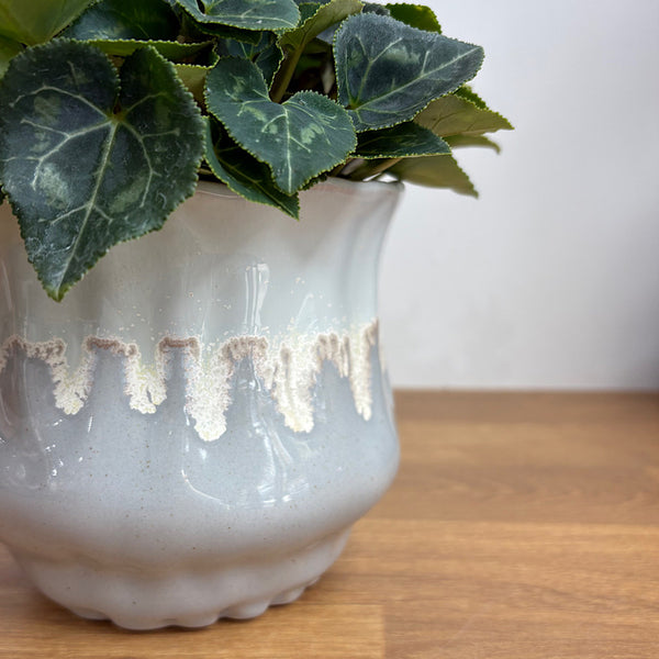Cyclamen Blue Dragon in Jesse Pot Sky
