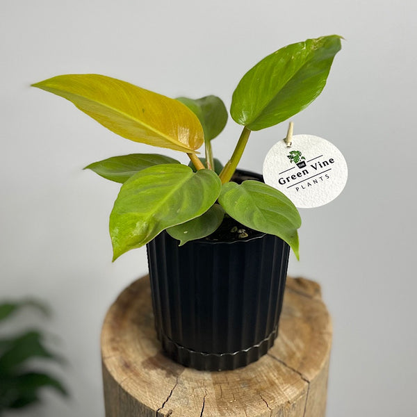 Philodendron Golden Melinonii in Small Athens Pot Black
