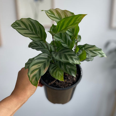 Calathea Freddy 130mm