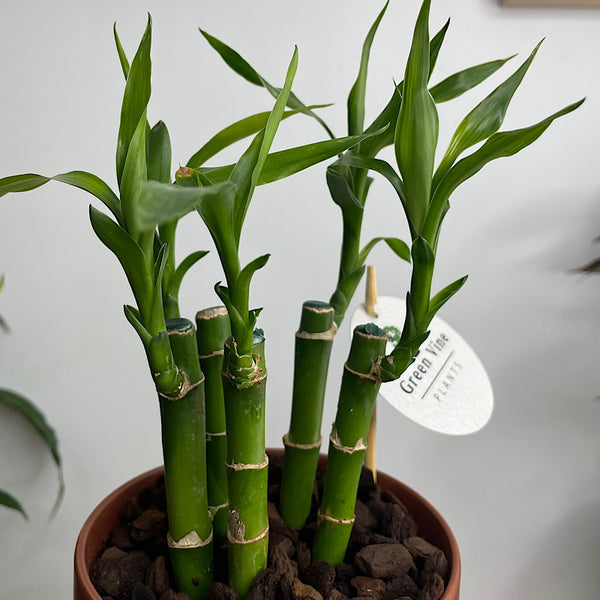 Lucky Bamboo in Small Oslo Pot Brick