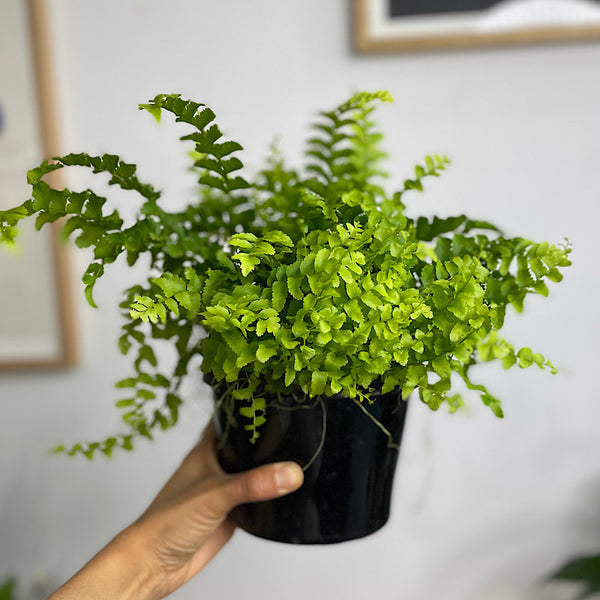 Nephrolepis Exaltata Pom Pom Fern 155mm