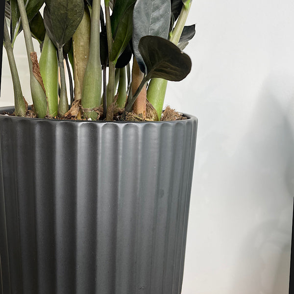Jungle Warrior Black ZZ Plant in Large Athens Planter Black