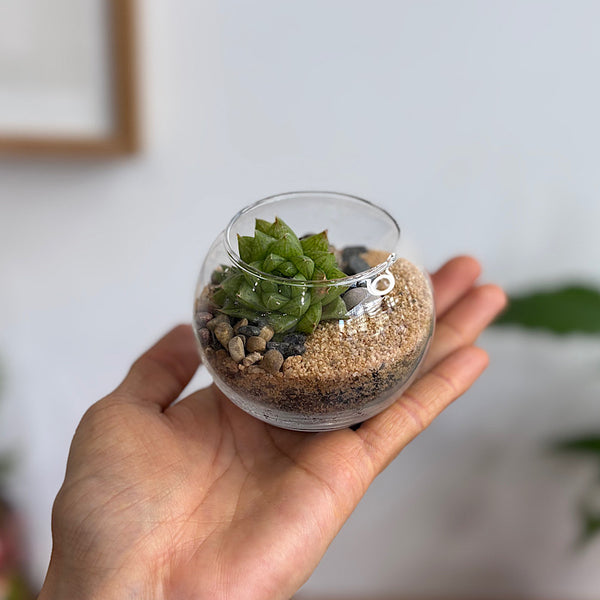 Small Orb Succulent Terrarium