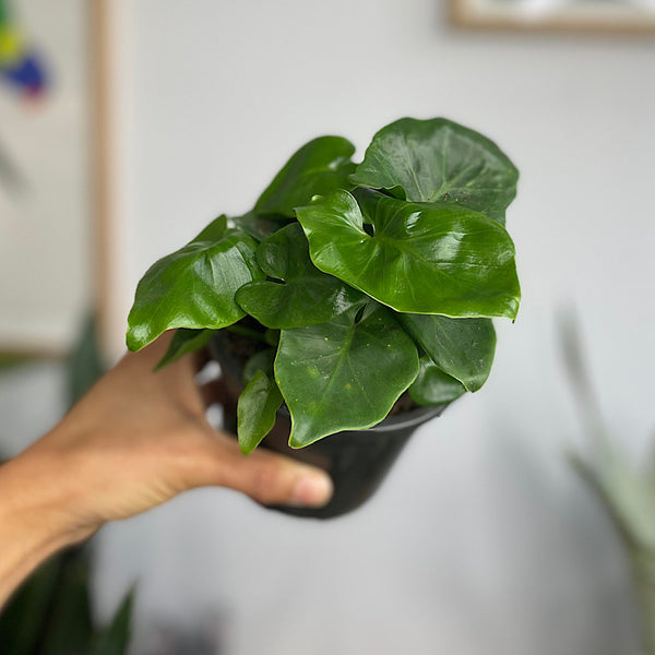 Philodendron Selloum Super Atom 120mm