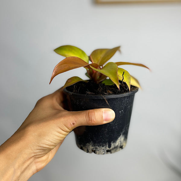Philodendron Prince of Orange 100mm