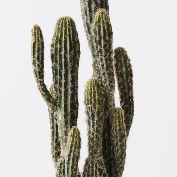 Artificial Cactus Key Tree 100cmH