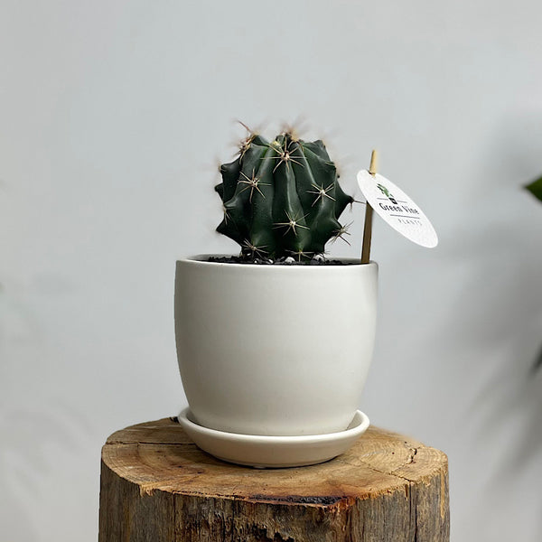 Ferocatus Herrerae in Small Tulip Pot White