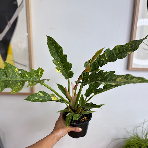 Philodendron Ring of Fire 130mm