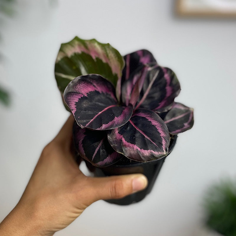 Calathea Red Mojo 100mm