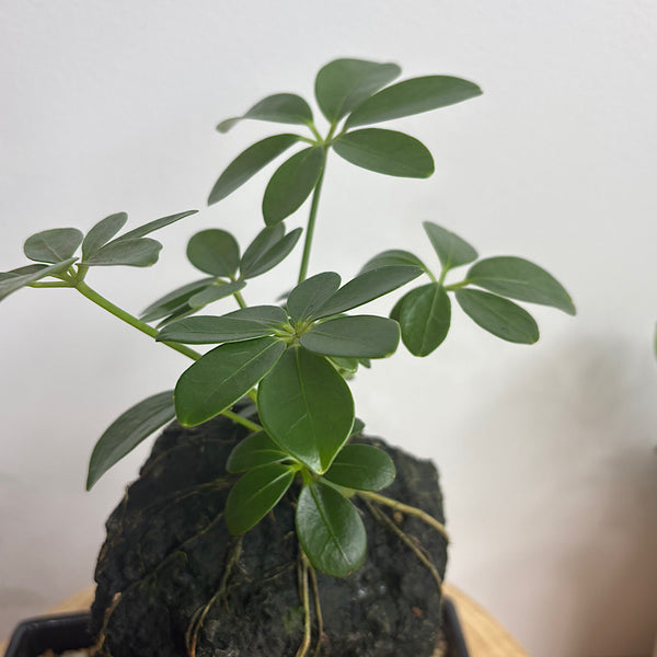 Schefflera Life on the Rocks in Black Pot