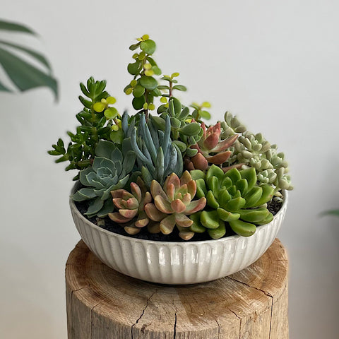 Assorted Succulent Arrangement in White Glazed Bowl