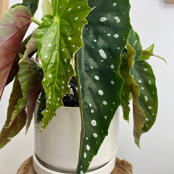 Begonia Maculata in Medium Zurich Pot White