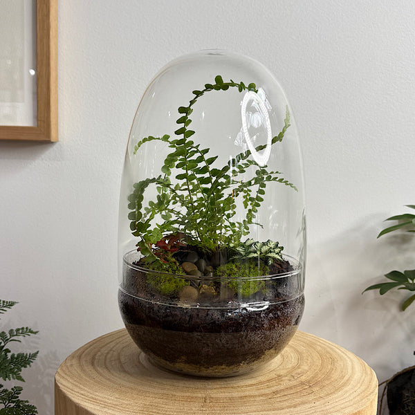 Enclosed Egg Dome Terrarium