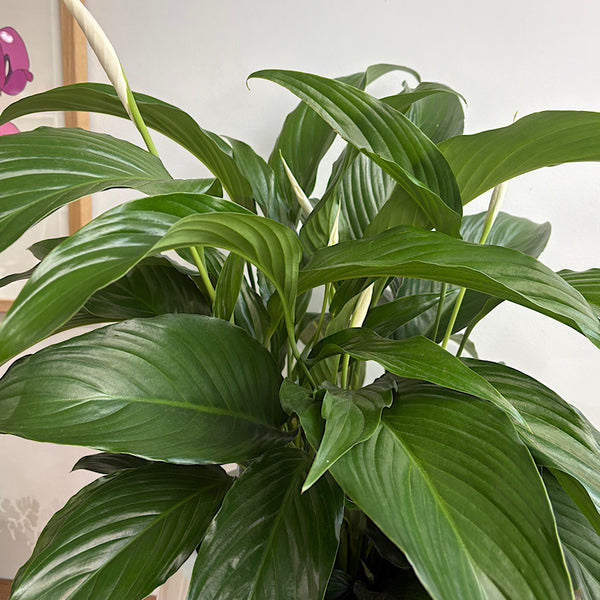 Deluxe X-Large Flowering Peace Lily in Dune Pot White