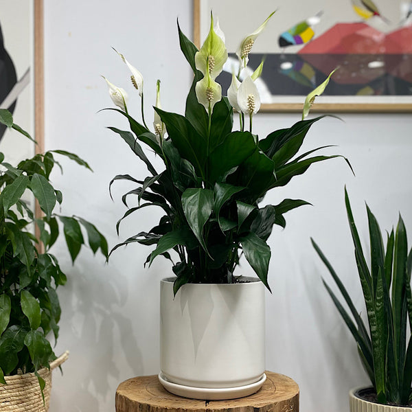 Peace Lily in Large Oslo Pot White