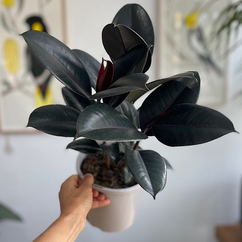 Ficus Elastica Burgundy 170mm