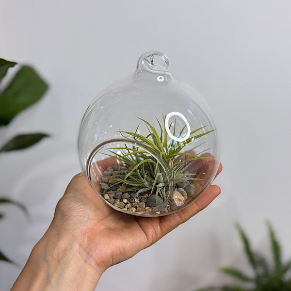 Hanging Glass Terrarium with Tillandsia Air Plant