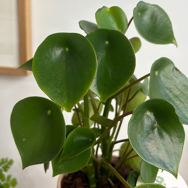 Peperomia Raindrop in Small Oslo Peach