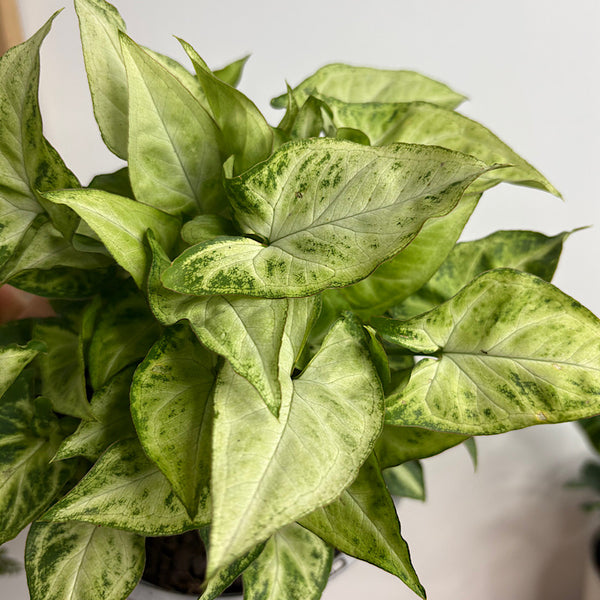 Syngonium White Butterfly 170mm