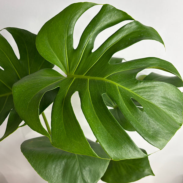 Monstera Deliciosa in Large Oslo Pot Eucalyptus