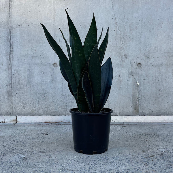 Sansevieria Black Diamond Snake Plant 200mm