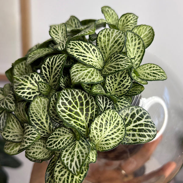 Fittonia White/Green in Medium Tilted Self Watering Glass Pot