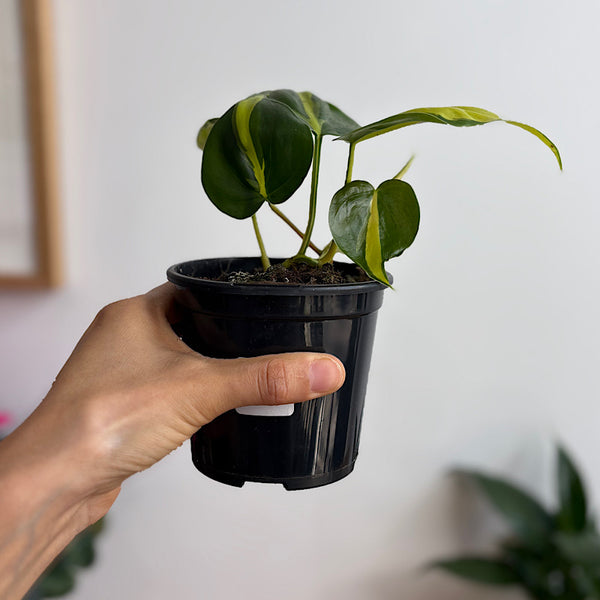 Philodendron Hederaceum Brasil 105mm