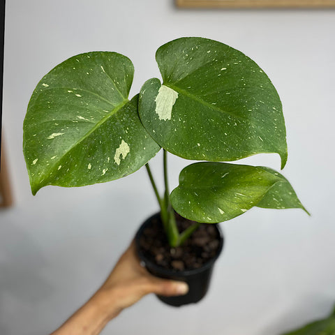 Monstera Thai Constellation Variegated 130mm